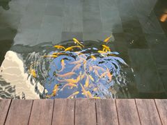 -觀芷隐轩