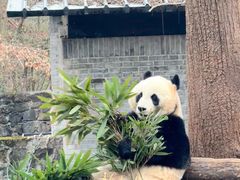 -都江堰中华大熊猫苑