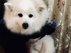 -彩虹桥宠物火化殡葬善终服务(金乐大厦店)