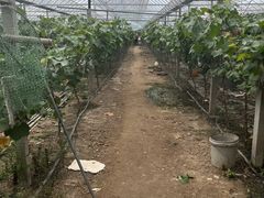 -马陆小张葡萄园农家乐