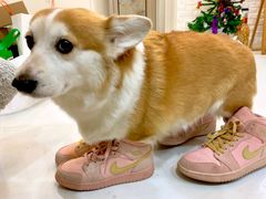 -美美酱宠物(外运路小区店)