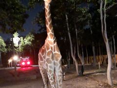 -清迈夜间动物园