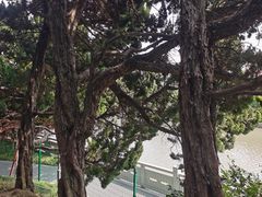 -嘉定紫藤园