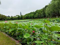 -上海鲜花港