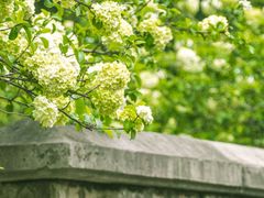-上海滨江森林公园