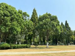 -合肥滨湖国家森林公园