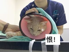 -谐和益家动物医院·免疫绝育·血液透析·宠保定点医院(高新伊藤分院)