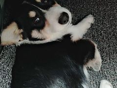 -宠福鑫康馨动物医院·骨科·眼科