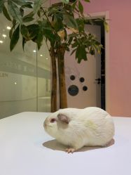 -Moni星球萌宠·小马宝莉·灵蛇·高端高阶全萌宠互动体验俱乐部(红豆国际广场店)