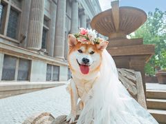 -超宠爱宠物摄影-Super pet