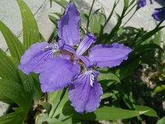 android_upload_pic-马三洋芋片(兰州总店)