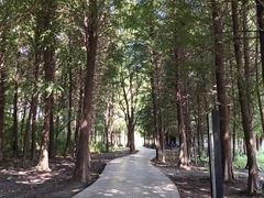 -溱湖国家湿地公园