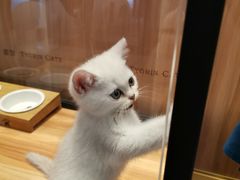 -袖虎·猫馆(体育西路店)