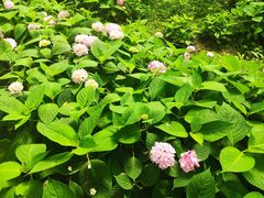-金银湖国家城市湿地公园