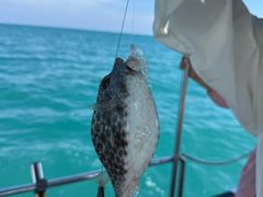 -小猫钓鱼海钓俱乐部(椰梦长廊店)