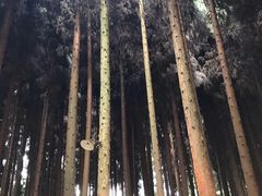 -武陵山森林公园