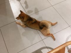 -柴务处·柴犬主题狗咖
