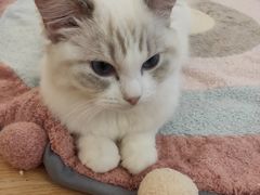 -momokira米努特·德文卷毛猫·棉花面纱犬