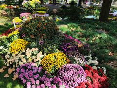 -上海共青森林公园