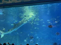 -烟台海昌鲸鲨海洋公园