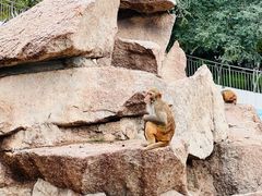 -青藏高原野生动物园