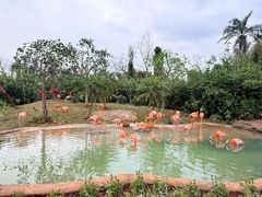 -海南热带野生动植物园