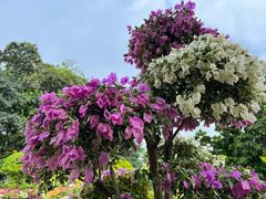 -中国科学院华南植物园