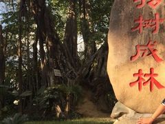 -瑞丽独树成林风景区