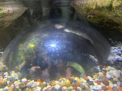 -迪拜水族馆及水下动物园