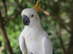 -新加坡飞禽公园