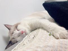 -许氏朝鲜族牛肉汤馆