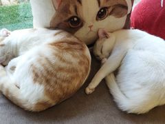 -猫和宫(六道口店)