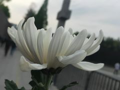 -侵华日军南京大屠杀遇难同胞纪念馆