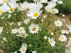 -六乃喜(北园大街)