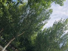 -长白岛森林公园