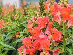 -海心沙亚运公园