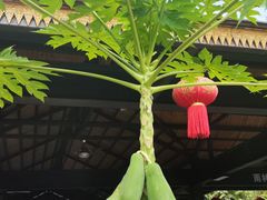 -中国科学院西双版纳热带植物园