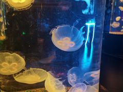 -西安曲江海洋极地公园