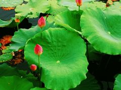 -天津东丽湖风景区