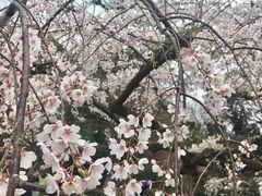 -京都御所