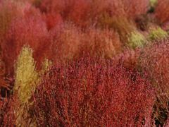 -天津东丽湖风景区