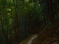 -午潮山国家森林公园