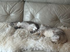 -momokira米努特·德文卷毛猫·棉花面纱犬