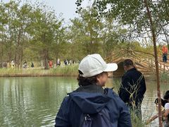 -金塔沙漠胡杨林景区