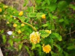 -紫荆关