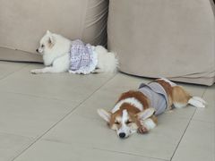 -怪兽屋·羊驼·猫咖·狗咖(俊华广场店)