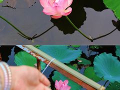 -荔湾湖公园
