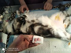 -创凡宠物医院·骨专科  猫科中心(西乡分院)