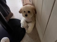 -帕帕拉兹宠物(亚洲旗舰店)