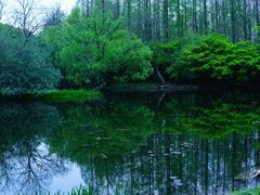 -上海共青森林公园